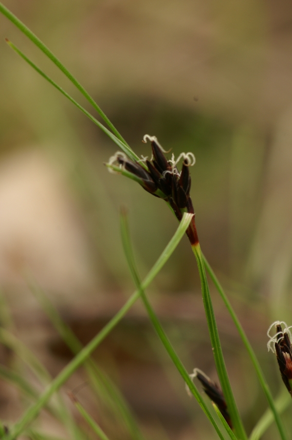 Schoenus apogon